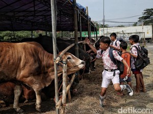 73 Ribu Hewan Kurban Diprediksi Masuk Jakarta Saat Idul Adha