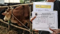 Dari ketiga lokasi tersebut, hewan kurban dinyatakan sehat dan layak dijual.