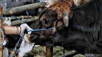 Petugas melakukan pemeriksaan hewan kurban di kawasan Cakung, Cilincing dan Rorotan, Jakarta Utara, Kamis (23/6/2022). Diketahui, pemeriksaan kesehatan hewan kurban ini dilakukan untuk mengantisipasi penyeberan penyakit mulut dan kuku (PMK) pada hewan kurban.