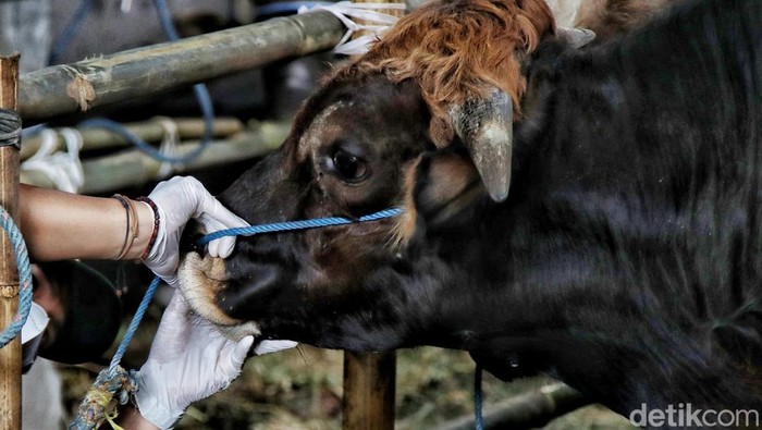 Sejumlah hewan kurban di kawasan Jakarta Utara diperiksa kesehatannya. Pemeriksaan dilakukan guna mencegah penyebaran PMK menjelang Idul Adha.