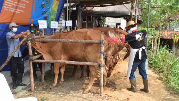 hewan ternak di lamongan