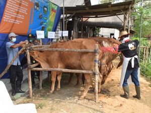 Panitia Idul Adha di Lamongan Wajib Ajukan Lokasi Pemotongan Hewan Kurban