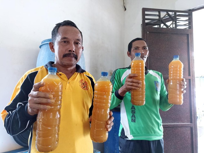 Hewan Ternaknya Terjangkit PMK, Peternak Blitar Sembuhkan dengan Obat Herbal