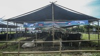 Dua pekan jelang hari raya Idul Adha pedagang hewan kurban mulai bermunculan. Salah satunya di kawasan Kuningan Jakarta ini.