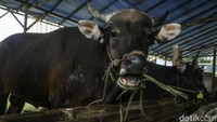 Terdapat puluhan ekor sapi mulai memenuhi lapak dagang hewan kurban.