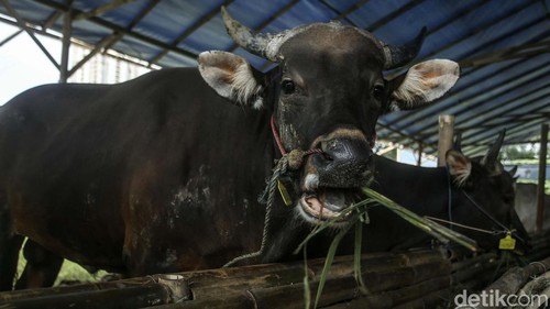 Jelang Hari Raya Idul Adha, sejumlah pedagang hewan kurban mulai bermunculan. Salah satunya di kawasan Kuningan Jakarta ini.