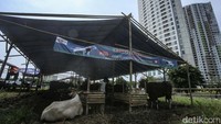 Di tengah isu Penyakit Mulut dan Kuku (PMK) pedagang hewan kurban tidak khawatir. Menurut pedagang, penyakit tersebut bukanlah sebuah ancaman serius dan bisa dihindari dengan berbagai cara.
