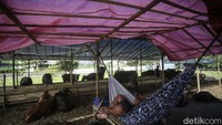 Kenaikan harga hewan kurban juga bukan karena penyakit melainkan pengiriman hewan yang cukup ketat. Contohnya pada lapak ini pedagang tidak menerima kiriman hewan kurban dari Jawa Timur melainkan dari Bogor, Jawa Barat.
