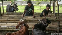 Harga yang dipatok mulai 18 hingga 70 juta rupiah.