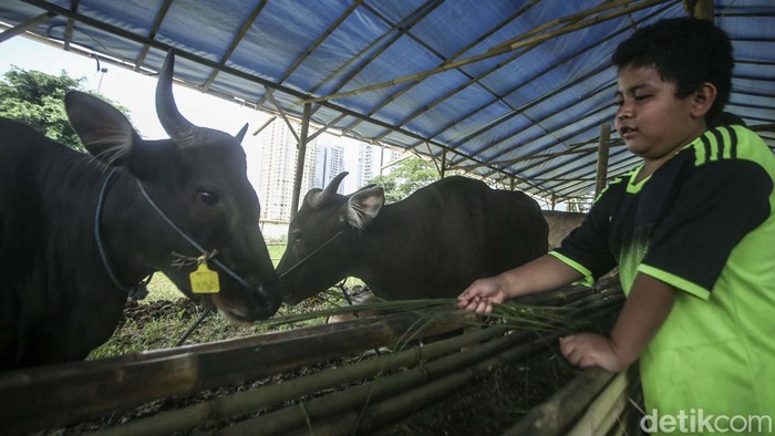 Jelang Hari Raya Idul Adha, sejumlah pedagang hewan kurban mulai bermunculan. Salah satunya di kawasan Kuningan Jakarta ini.