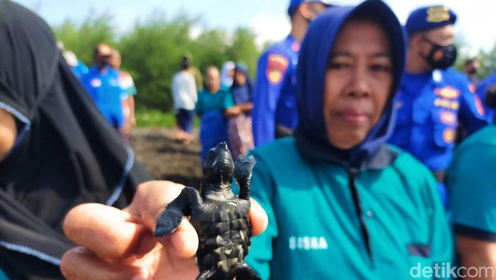 Pelepasan tukik di Banyuwangi