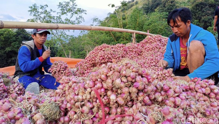 Petani bawang di Enrekang, Sulsel.