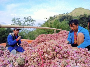Enrekang Suplai 200 Ton Bawang ke Kaltim Tiap Pekan