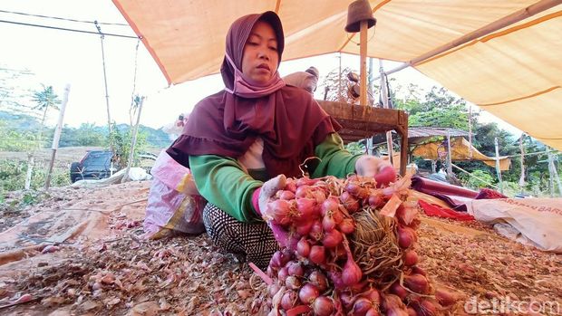 Petani bawang di Enrekang, Sulsel.