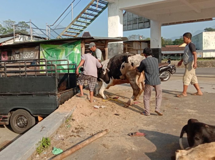 Sapi-sapi yang ndeprok di pasar hewan Jelok, Cepogo, Boyolali, Kamis (23/6/2022), dievakuasi pakai mobil pikap setelah bisa berdiri.