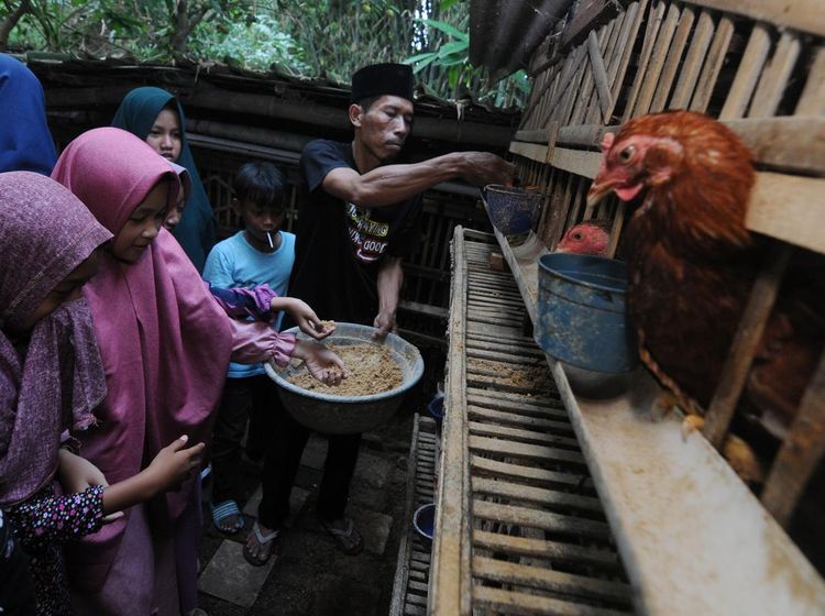 Seru, Di Sini Anak-anak Bisa Liburan Sambil Bertani-Beternak Ayam