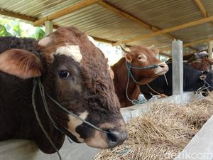 Cegah Virus PMK, Begini Cara yang Tepat Mengolah Daging Qurban
