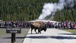 Indahnya Taman Nasional Yellowstone AS, Kapan ke Sana?