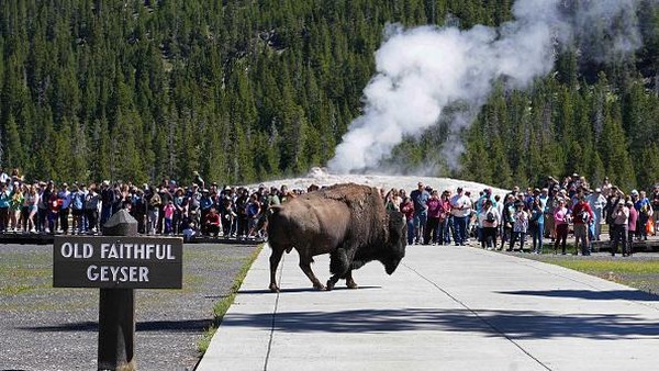 Taman Yellowstone adalah lokasi megafauna terbesar dan paling terkenal di Daratan Utama Amerika Serikat salah satunya bison. Kawanan bison Taman Yellowstone adalah kawanan bison umum tertua dan terbesar di Amerika Serikat.  