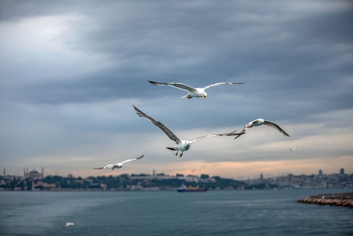 1241488877 ISTANBUL, TURKEY - 2022/06/23: A seagull grabs food from a man's hand on the terrace of the city lines ferry. (Photo by Onur Dogman/SOPA Images/LightRocket via Getty Images)