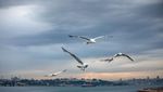 Aksi Burung Camar Menyambar Makanan di Selat Bosphorus