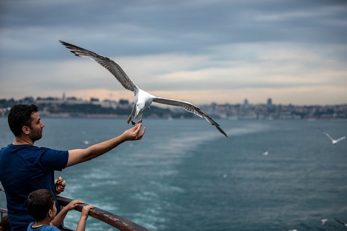 ISTANBUL, TURKEY - 2022/06/23: A seagull grabs food from a man's hand on the terrace of the city lines ferry. (Photo by Onur Dogman/SOPA Images/LightRocket via Getty Images)