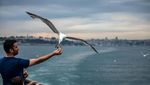 Aksi Burung Camar Menyambar Makanan di Selat Bosphorus