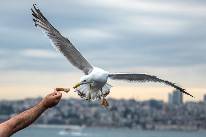 ISTANBUL, TURKEY - 2022/06/23: A seagull grabs food from a man's hand on the terrace of the city lines ferry. (Photo by Onur Dogman/SOPA Images/LightRocket via Getty Images)
