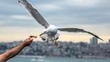 Aksi Burung Camar Menyambar Makanan di Selat Bosphorus