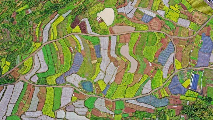 XIANJU, CHINA - MARCH 26: Aerial view of blooming rapeseed flowers in terraced fields at Qiantang village on March 26, 2022 in Xianju County, Taizhou City, Zhejiang Province of China. (Photo by Wang Huabin/VCG via Getty Images)