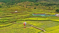 Jika dilihat dari dekat, ladang tersebut hanya didominasi bunga raps yang berwarna kuning.