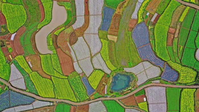 XIANJU, CHINA - MARCH 26: Aerial view of blooming rapeseed flowers in terraced fields at Qiantang village on March 26, 2022 in Xianju County, Taizhou City, Zhejiang Province of China. (Photo by Wang Huabin/VCG via Getty Images)