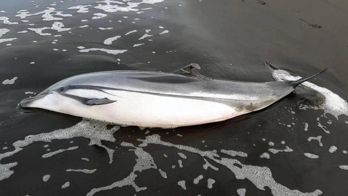 A handout picture released by Guatemalas National Council for Protected Areas on June 23 shows a dead dolphin recently found on the countrys Pacific coast Handout CONAP/AFP