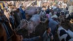 Berjubelnya Pasar Hewan di Mesir Jelang Idul Adha