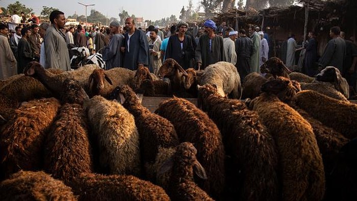 Cattle traders and customers crowd at livestock 