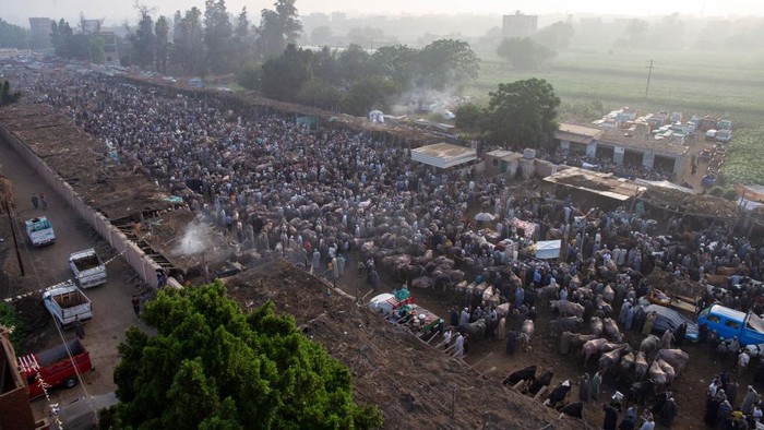 Berjubelnya Pasar Hewan di Mesir Jelang Idul Adha Cattle traders and customers crowd at livestock