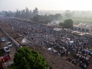 Berjubelnya Pasar Hewan di Mesir Jelang Idul Adha