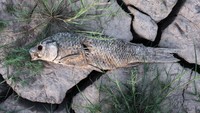 Bangkai seekor ikan dan retaknya permukaan tanah menandai keringnya danau ini.