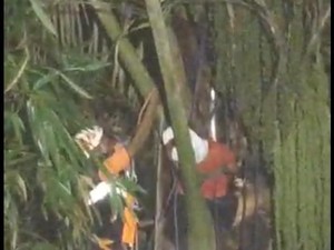 Kaki Kram-Lemas, Petani Nira di Gianyar Tersangkut di Pohon Enau