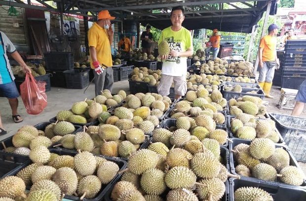¡Hasta 2 toneladas de Durian distribuidas gratis, las condiciones son realmente nobles!