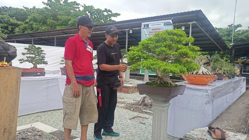 Ida Bagus Mahadewa (baju merah) saat melihat salah satu bonsai di Karangasem, Bali, Jumat (24/6/2022).