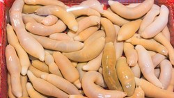 Ikan Penis Diolah Jadi Gaebul, Kuliner Ekstrem Korea yang Kenyal Gurih