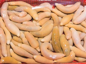 Ikan Penis Diolah Jadi Gaebul, Kuliner Ekstrem Korea yang Kenyal Gurih