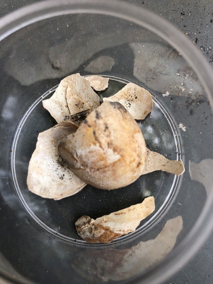 A preserved land tortoise egg, which was found among the excavations in the archaeological site of the ancient Roman city of Pompeii, is pictured in Pompeii, Italy, in this undated photo obtained by Reuters on June 24, 2022. Parco Archeologico Pompei/Handout via REUTERS ATTENTION EDITORS THIS IMAGE HAS BEEN SUPPLIED BY A THIRD PARTY. NO RESALES. NO ARCHIVES.