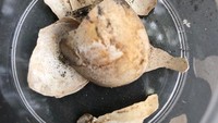Selain kerangka kura-kura, para arkeolog juga menemukan kerangka telur kura-kura.