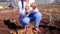 Senang rasanya melihat para petani kembali produktif dan semangat memanen pasca bangkit dari masa pandemi, tulis Krisdayanti di caption fotonya. Foto: Instagram @krisdayantilemos