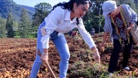 Semakin seru lagi karena perkebunan kentang tersebut memiliki pemandangan yang indah. Krisdayanti menjelaskan bahwa suasananya dingin dan asri. Foto: Instagram @krisdayantilemos