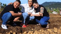Bahkan dalam kesempatan kala itu, ia turut mengajak dua anaknya yakni Amora dan Kellen. Mereka tampak senang memanen kentang langsung dari kebun. Foto: Instagram @krisdayantilemos