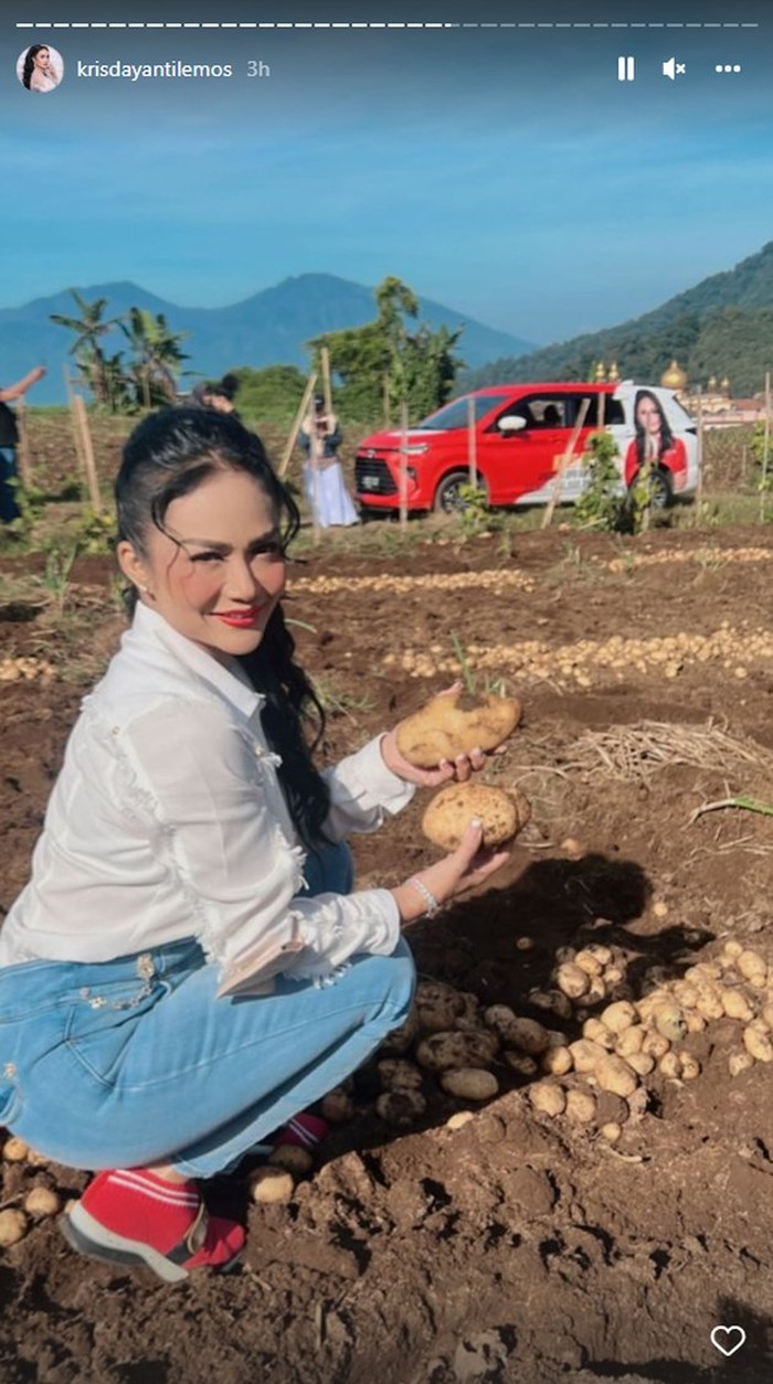 Krisdayanti panen kentang