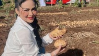 Saat itu ia membantu para petani untuk memanen kentang granola. Ia mengatakan bahwa jenis kentang ini rutin dipasok ke pabrik-pabrik snack kentang ternama. Foto: Instagram @krisdayantilemos